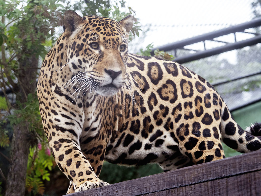 tocantins onca pintada zoo curitiba