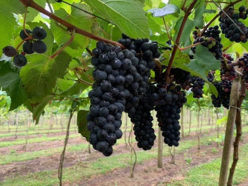 Vinícola Araucária