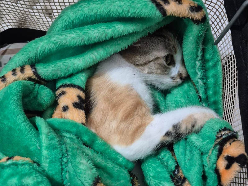 gata