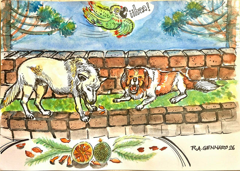 pinhão