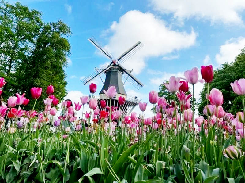 tulipas